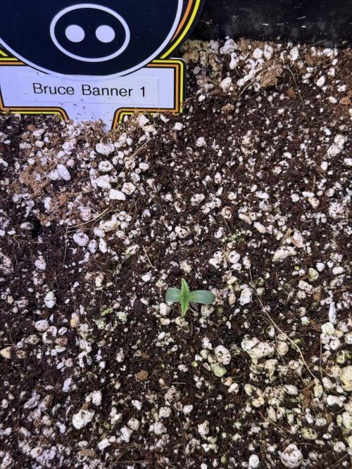 Bruce Banner 3- Autopot v Airpots. Week 1 - B1-Day 1
