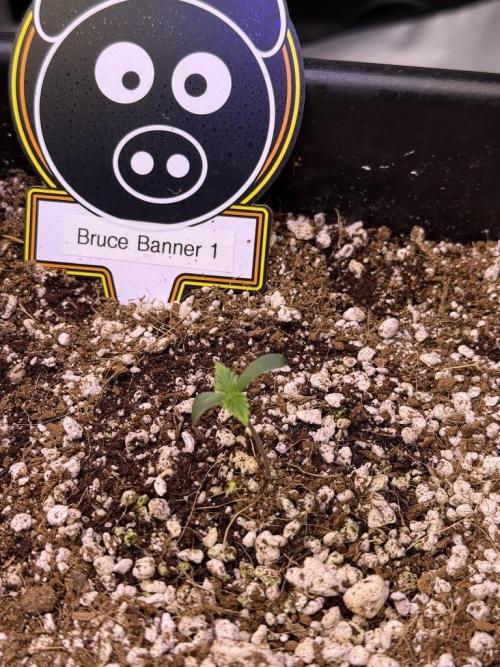 Bruce Banner 3- Autopot v Airpots. Week 1 - B1-Day 2