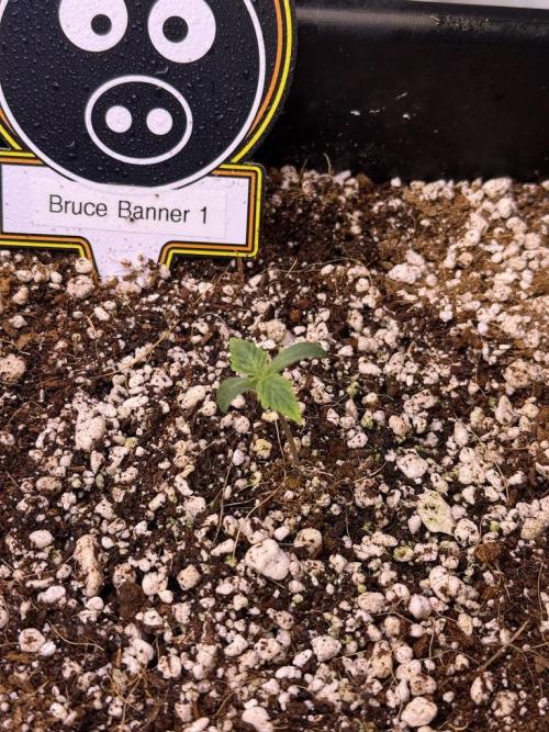 Bruce Banner 3- Autopot v Airpots. Week 1 - B1-Day 3