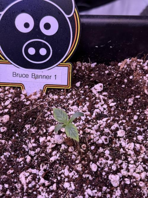 Bruce Banner 3- Autopot v Airpots. Week 1 - B1-Day 4