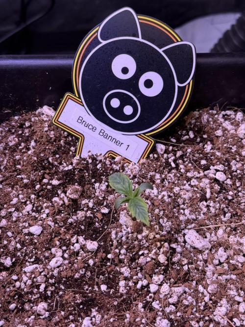 Bruce Banner 3- Autopot v Airpots. Week 1 - B1-Day 5