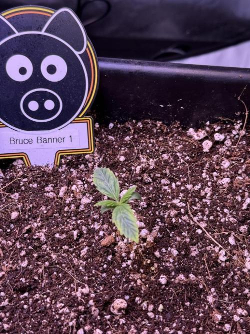 Bruce Banner 3- Autopot v Airpots. Week 1 - B1-Day 6
