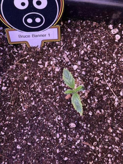 Bruce Banner 3- Autopot v Airpots. Week 1 - B1-Day 7