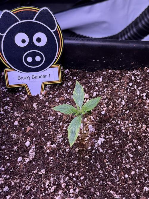 Bruce Banner 3- Autopot v Airpots. Week 2 - B1-Day 8