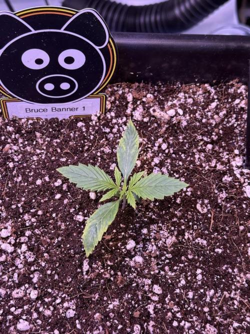 Bruce Banner 3- Autopot v Airpots. Week 2 - B1-Day 9