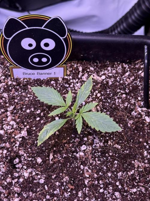 Bruce Banner 3- Autopot v Airpots. Week 2 - B1-Day 10