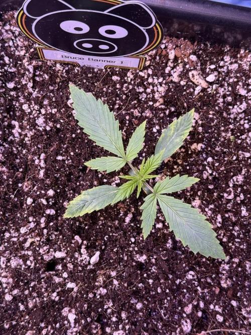 Bruce Banner 3- Autopot v Airpots. Week 2 - B1-Day 11