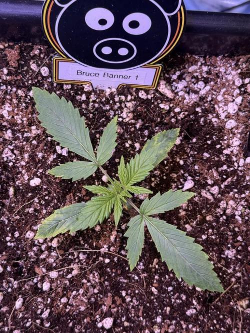 Bruce Banner 3- Autopot v Airpots. Week 2 - B1-Day 12