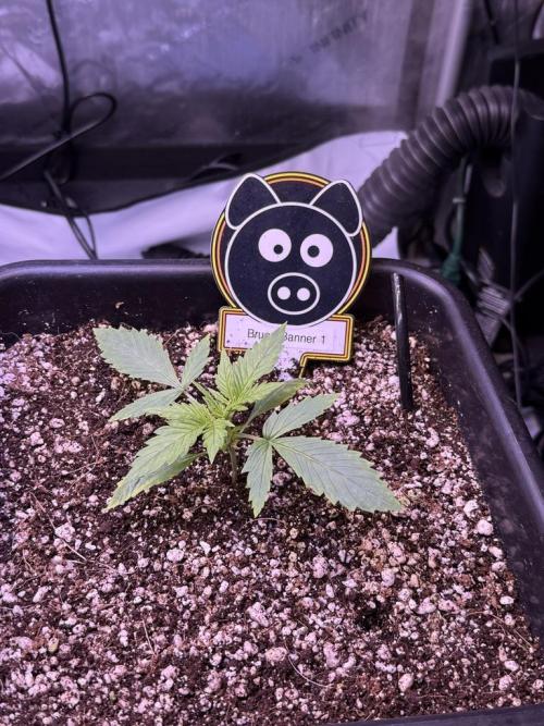 Bruce Banner 3- Autopot v Airpots. Week 2 - B1-Day 13