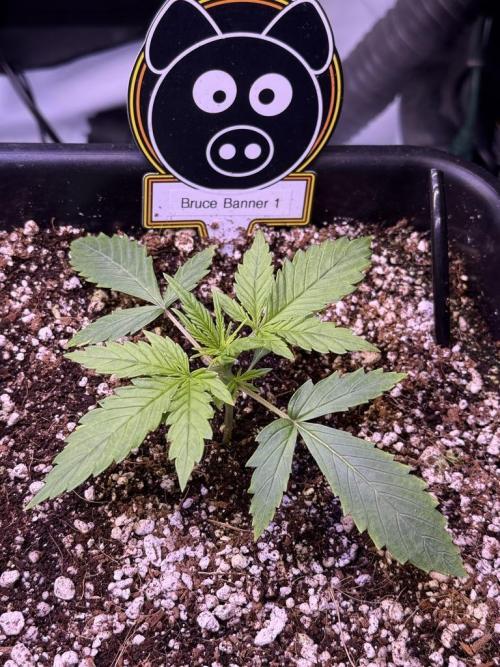 Bruce Banner 3- Autopot v Airpots. Week 2 - B1-Day 14