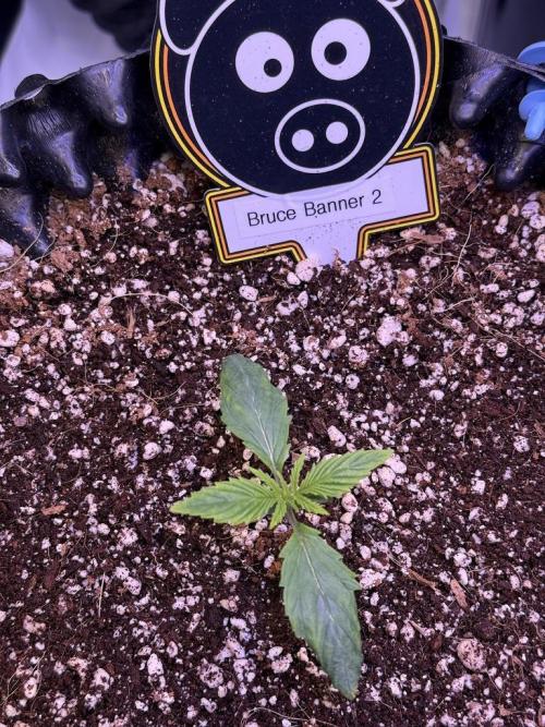 Bruce Banner 3- Autopot v Airpots. Week 2 - B2-Day 8