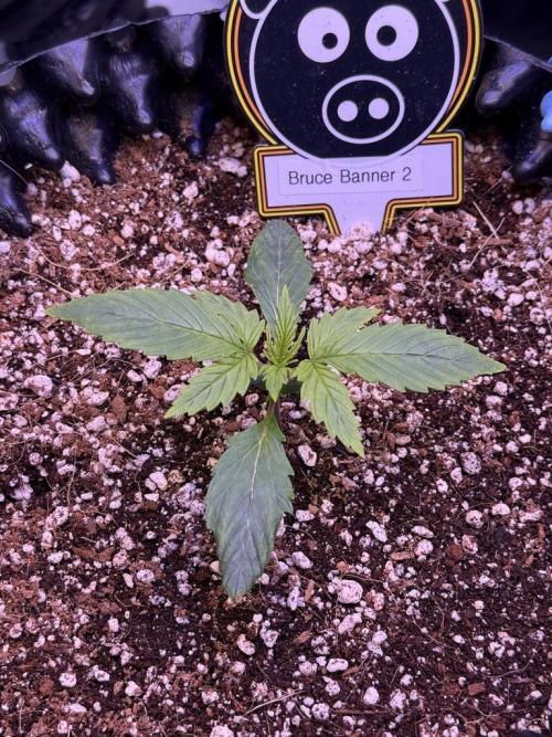 Bruce Banner 3- Autopot v Airpots. Week 2 - B2-Day 10