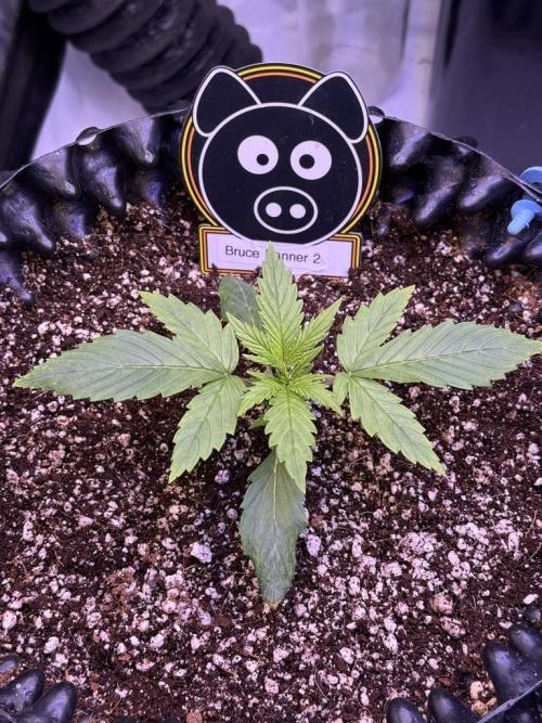 Bruce Banner 3- Autopot v Airpots. Week 2 - B2-Day 12