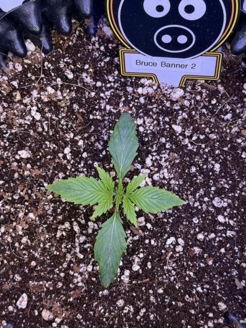 Bruce Banner 3- Autopot v Airpots. Week 2 - B2-Day 9