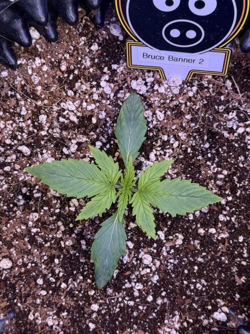 Bruce Banner 3- Autopot v Airpots. Week 2 - B2-Day 10