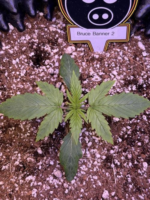 Bruce Banner 3- Autopot v Airpots. Week 2 - B2-Day 11