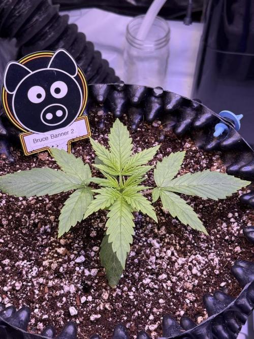 Bruce Banner 3- Autopot v Airpots. Week 2 - B2-Day 13
