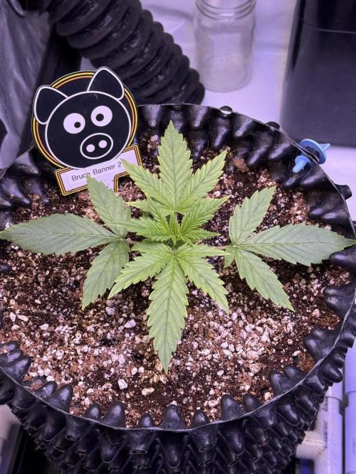 Bruce Banner 3- Autopot v Airpots. Week 2 - B2-Day 14