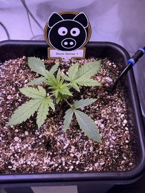Bruce Banner 3- Autopot v Airpots. Week 3 - B1-Day 15