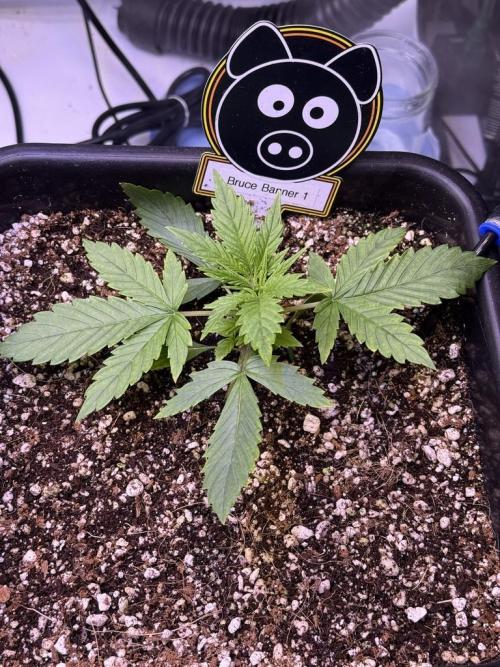 Bruce Banner 3- Autopot v Airpots. Week 3 - B1-Day 16