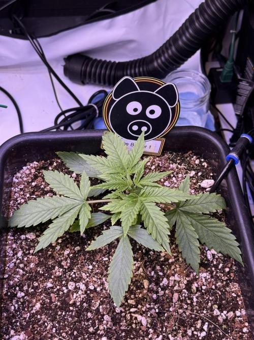 Bruce Banner 3- Autopot v Airpots. Week 3 - B1-Day 17