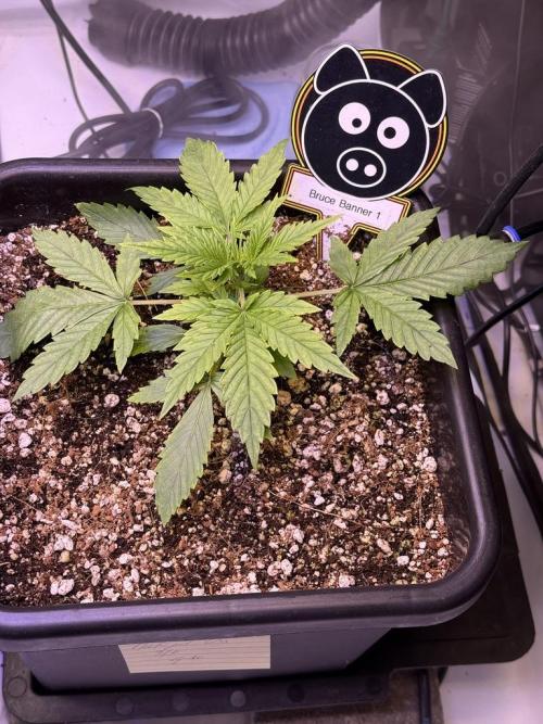Bruce Banner 3- Autopot v Airpots. Week 3 - B1-Day 18
