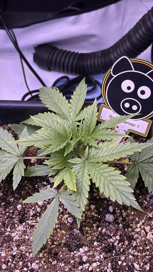 Bruce Banner 3- Autopot v Airpots. Week 3 - B1-Day 19