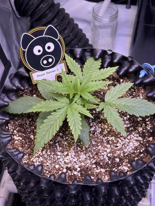 Bruce Banner 3- Autopot v Airpots. Week 3 - B2-Day 15