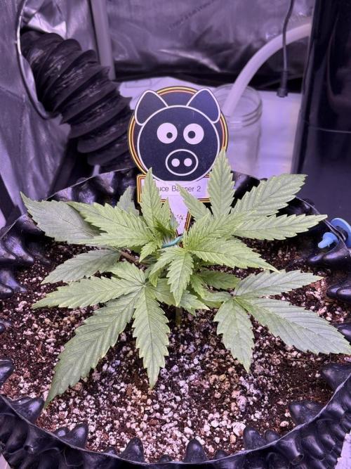 Bruce Banner 3- Autopot v Airpots. Week 3 - B2-Day 16