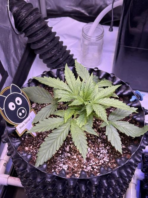 Bruce Banner 3- Autopot v Airpots. Week 3 - B2-Day 17