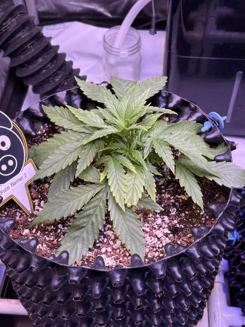 Bruce Banner 3- Autopot v Airpots. Week 3 - B2-Day 18