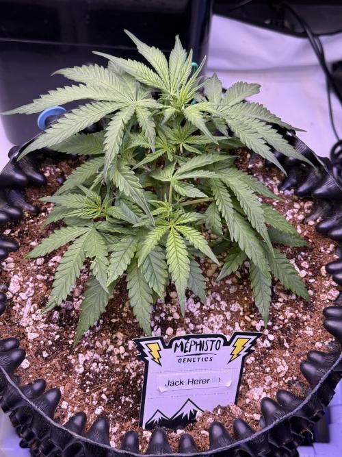 Jack Herer Auto. Week 5 - Day 29