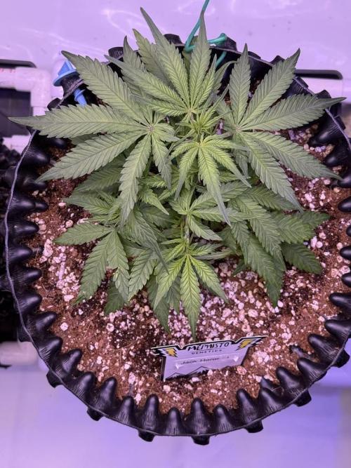 Jack Herer Auto. Week 5 - Day 29