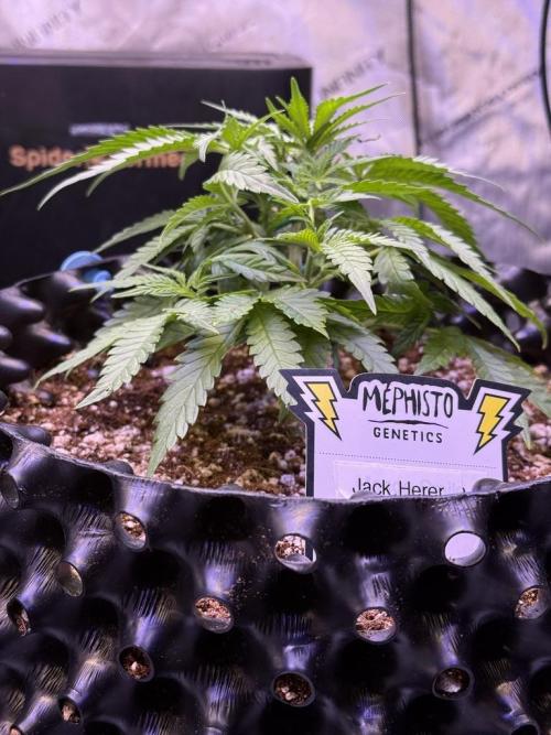 Jack Herer Auto. Week 5 - Day 29