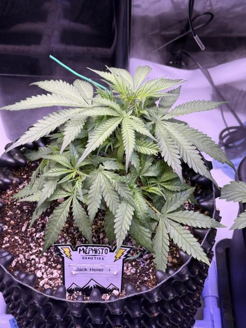 Jack Herer Auto. Week 5 - Day 31