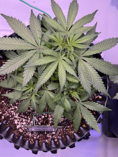 Jack Herer Auto. Week 5 - Day 31