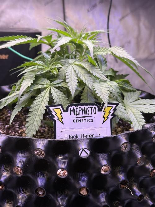 Jack Herer Auto. Week 5 - Day 31