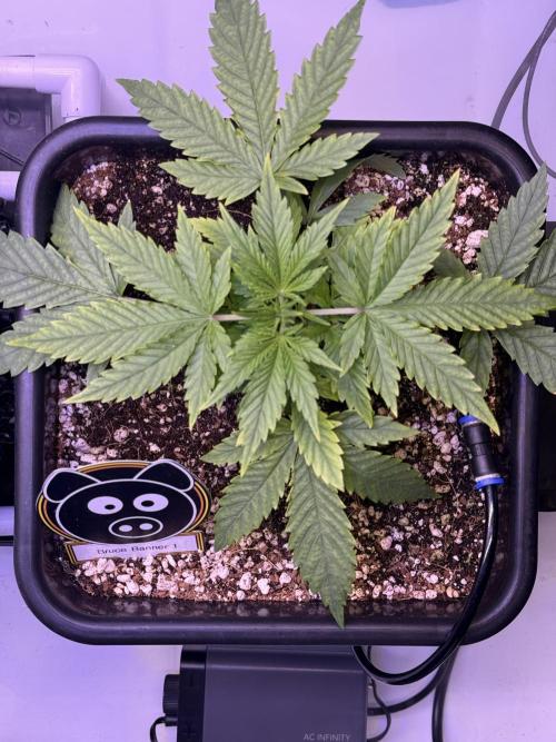 Bruce Banner 3- Autopot v Airpots. Week 3 - B1-Day 21
