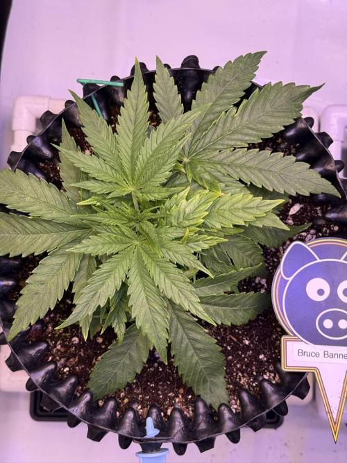Bruce Banner 3- Autopot v Airpots. Week 3 - B2-Day 21