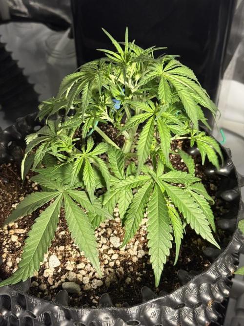 Jack Herer Auto. Week 5 - Day 31-After trim