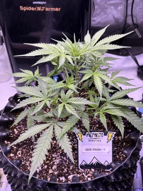 Jack Herer Auto. Week 5 - Day 33