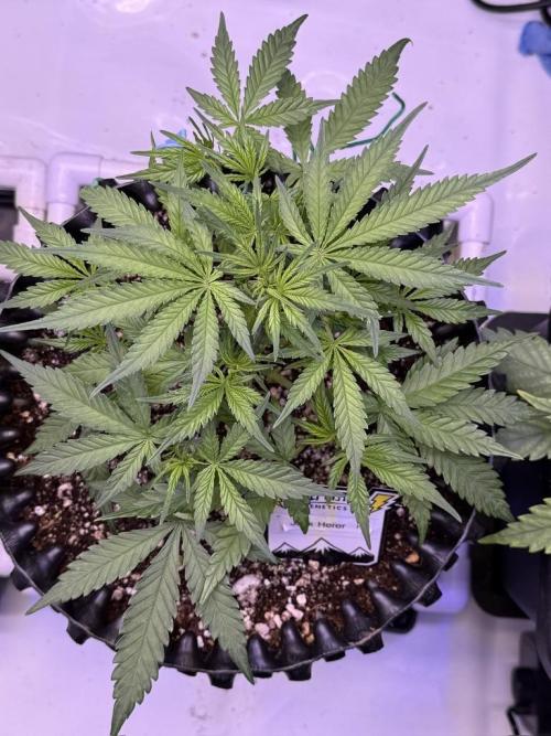 Jack Herer Auto. Week 5 - Day 33