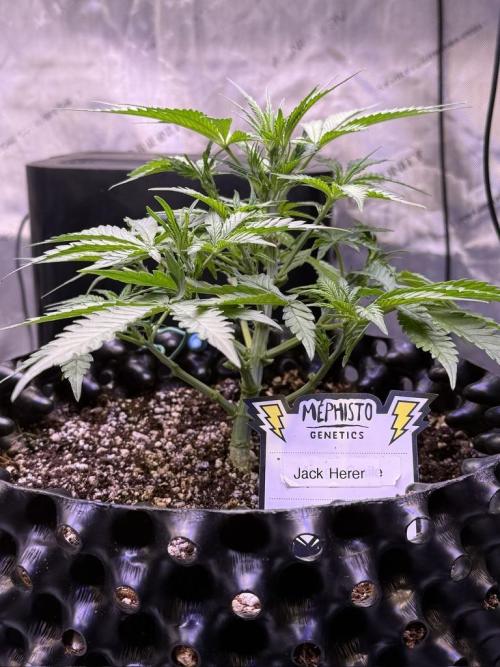 Jack Herer Auto. Week 5 - Day 33