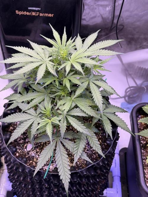 Jack Herer Auto. Week 5 - Day 35