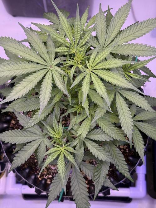 Jack Herer Auto. Week 5 - Day 35