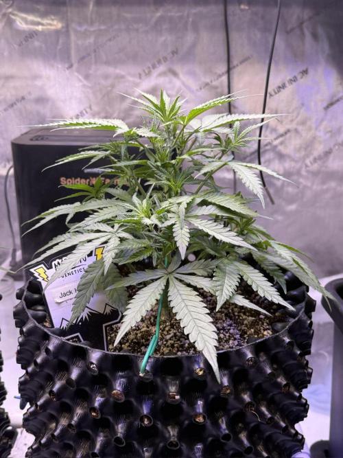 Jack Herer Auto. Week 5 - Day 35