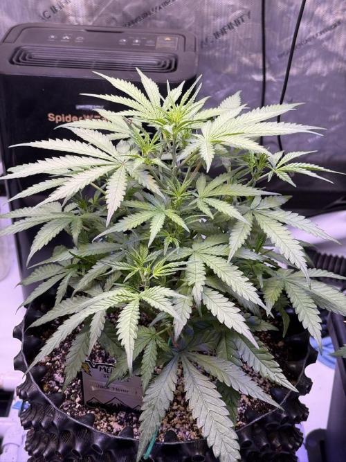 Jack Herer Auto. Week 6 - Day 36