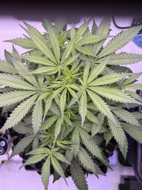 Jack Herer Auto. Week 6 - Day 36