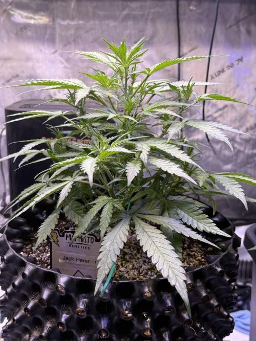 Jack Herer Auto. Week 6 - Day 36