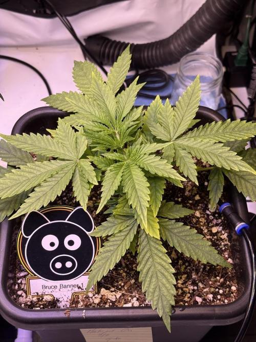 Bruce Banner 3- Autopot v Airpots. Week 4 - BB1-Day 22